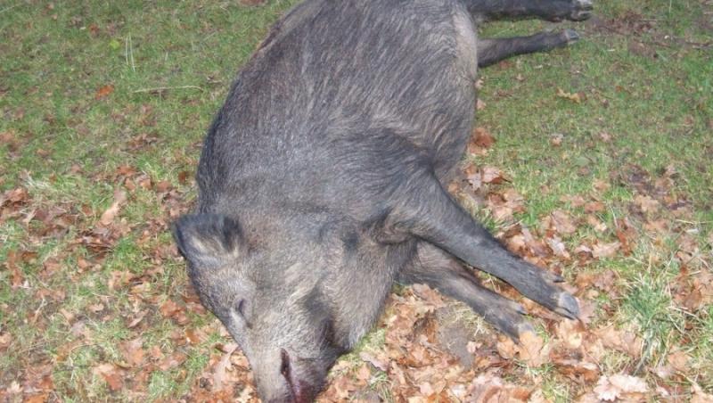 Alertă în județul Olt! Mistreți morți găsiți într-o pădure. Alte cinci focare de pestă porcină africană au fost identificate în județ