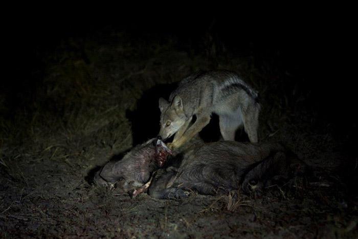 Alertă națională! O fiară face ravagii &icirc;n Rom&acirc;nia. Autoritățile avertizează populația: &bdquo;E o specie foarte periculoasă&rdquo;