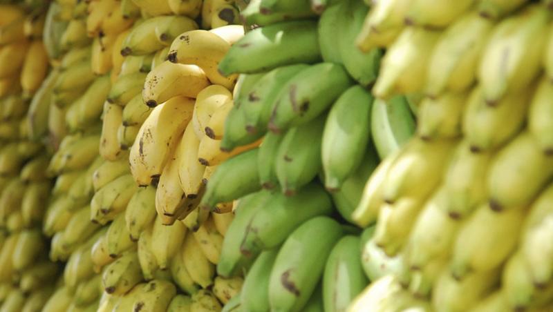 Mare atenție! Toți consumatorii de banane sunt în pericol! A fost plantată prima cultura de banane care crește fără nicio urmă de pământ! Motivul este halucinant