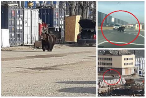 Pericol uriaș! Autoritățile sunt în stare de alertă! Un urs aleargă prin orașul Brașov