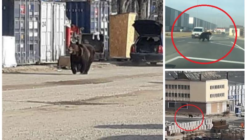 Pericol uriaș! Autoritățile sunt în stare de alertă! Un urs aleargă prin orașul Brașov