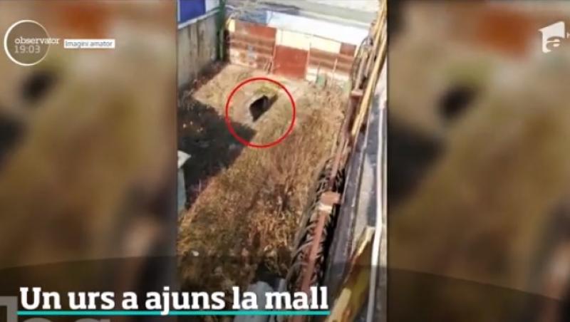 VIDEO| Stare de alertă în Brașov! Un urs s-a plimbat nestingherit pe străzile orașului, ore în șir. Sistemul RO-ALERT a fost activat