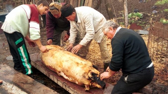 ANSVSA. Reguli și sancțiuni pentru sacrificarea porcilor &icirc;n gospodării! Amenzi uriașe