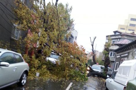 Trafic blocat în inima Bucureștiului! Un copac a căzut pe reţeaua de contact a troleibuzelor şi pe o conductă de gaze