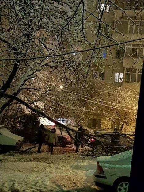 Vremea face prăpăd în țară! Mașini distruse în Focșani, după ce mai mulţi copaci s-au prăbuşit din cauza vântului puternic