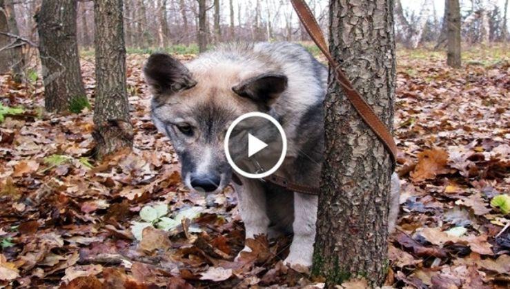 Și-a dus căţeluşul &icirc;ntr-o pădure foarte &icirc;ndepărtată si l-a părăsit ! Ce a făcut c&acirc;inele la c&acirc;teva minute a impresionat o lume &icirc;ntreagă. Cine-i om și cine-i c&acirc;ine ?