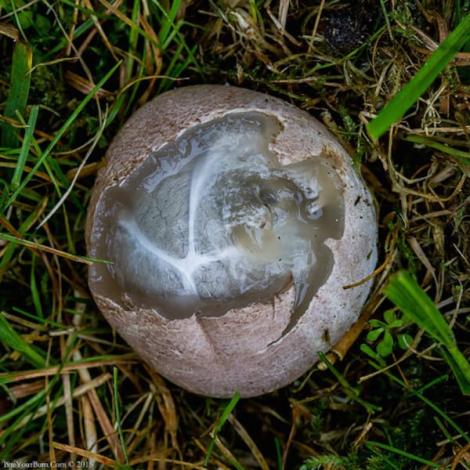 Descoperire bizară! O femeie a găsit acest ou ciudat, în grădina casei, în timp ce se plimba. Când s-a apropiat și a văzut ce iese din el, a rămas fără cuvinte