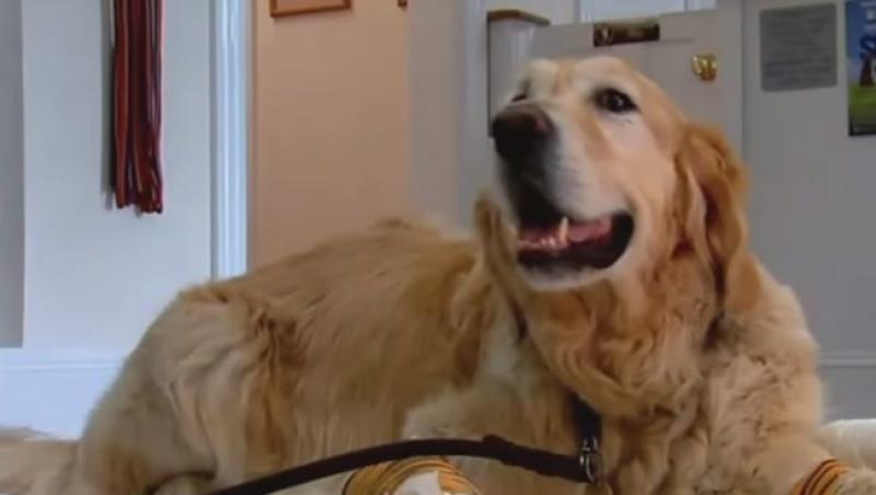 Un câine a devenit erou după ce și-a salvat stăpâna