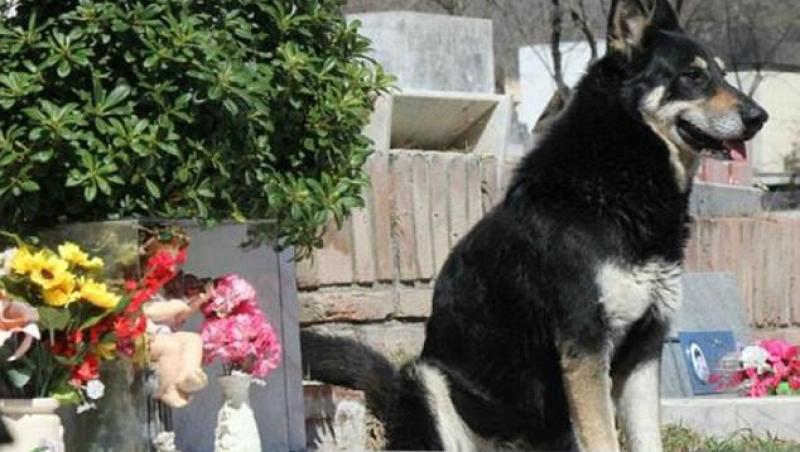 11 ani, câinele a păzit mormântul stăpânului. L-a întâlnit, în sfârșit, după moarte! ”Capitanul” s-a stins tot la post