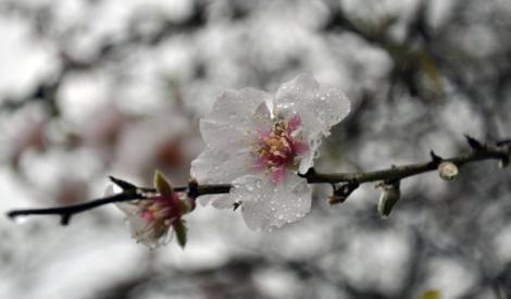Vom mai avea primăvară? Cum va fi vremea în următoarele trei luni: ANM a publicat prognoza pe martie, aprilie și mai