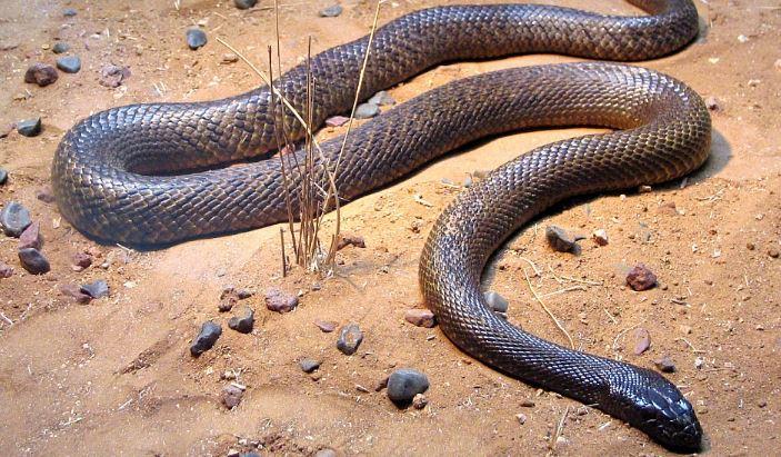 Ce&nbsp;&icirc;nseamnă&nbsp;c&acirc;nd&nbsp;visezi&nbsp;șerpi?