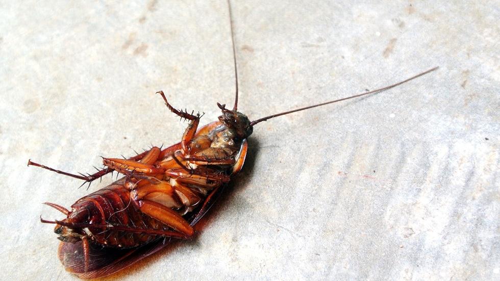 Metode pentru a scăpa de g&acirc;ndacii de bucătărie