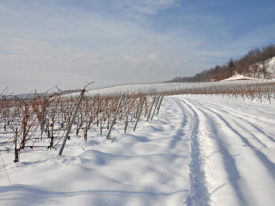 Producția agricolă, &icirc;ngropată de ger și ninsori. Care sunt culturile aflate &icirc;n pericol