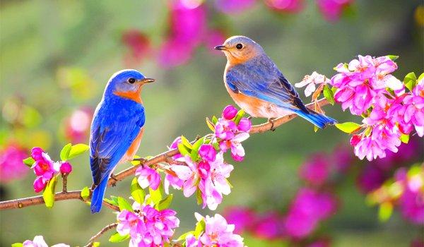 METEO: Primăvara ne va surprinde pe toți. C&acirc;nd vin, de fapt, temperaturile cu plus