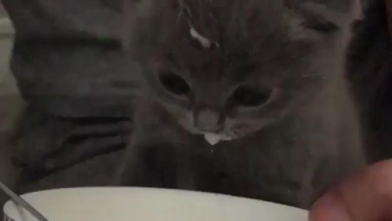 VIRAL / Nu există ceva mai dulce! Un pui de pisică își bea lăpticul cu lingurița (VIDEO)