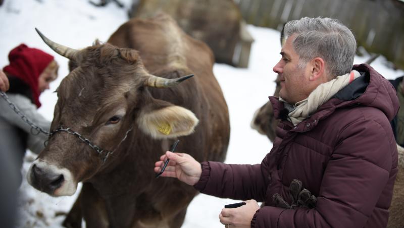Dana Săvuică, pusă la treabă de mândruțe! Vedeta a muls vaca: ”Nu pot să trag, mi-e milă de ea. Mă doare pe mine...”