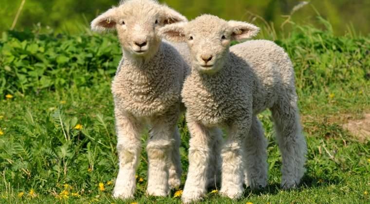 PAȘTE 2018. Carnea de miel &icirc;și dublează prețul de Paște! C&acirc;t costă kilogramul