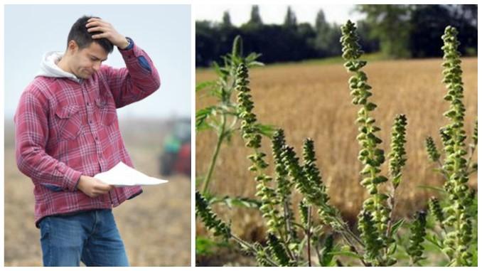 E LEGE &icirc;n VIGOARE! Primești AMENDĂ de 20.000 de lei, dacă nu DISTRUGI această BURUIANĂ!