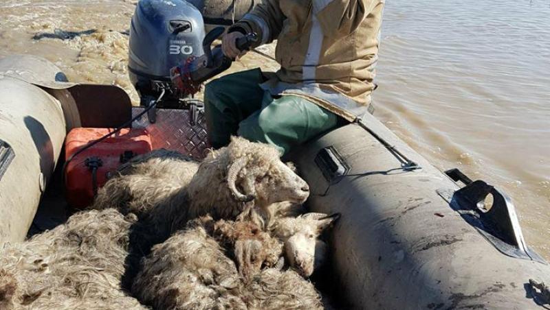 IMAGINILE DISPERĂRII: 1.000 de oi prinse de viitură! Fenomenele METEO fac ravagii în România| FOTO & VIDEO