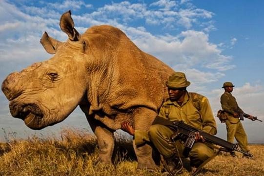 Ultimul rinocer alb nordic din lume a murit! Masculul era păzit &icirc;n permanență de soldați &icirc;narmați