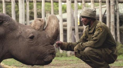 VIDEO. Încă o subspecie dispărută! Sudan, ULTIMUL mascul de rinocer alb nordic de pe Terra a murit