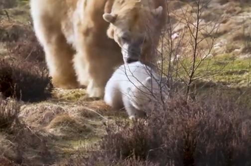 Primul pui de urs născut &icirc;n Marea Britanie, &icirc;n ultimii 25 de ani, apariție emoționantă alături de mama lui! Imaginile au &icirc;nduioșat lumea &icirc;ntreagă