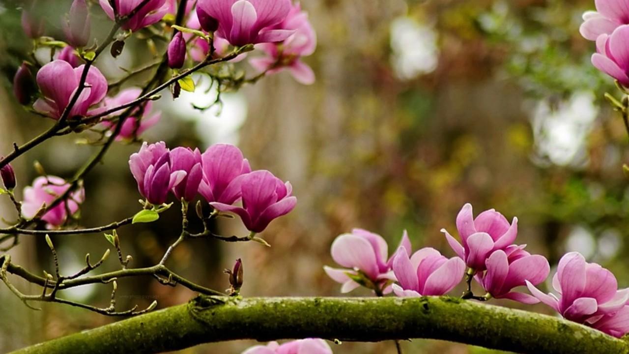 ULTIMUL ANUNȚ al meteorologilor! VREMEA &icirc;ntoarce foaia și se schimă RADICAL de duminică! Adio, fular și mănuși, bine vei veni, PRIMĂVARĂ!