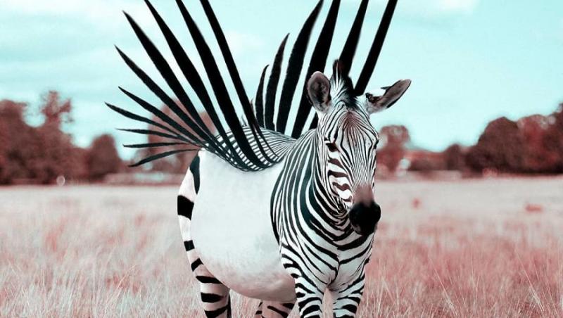Imagini spectaculoase! Zebra cu aripi, veverița pasionată de shopping și pisica din inima mării! Nu este un film SF, ci realitatea planetei, prin ochii unui artist