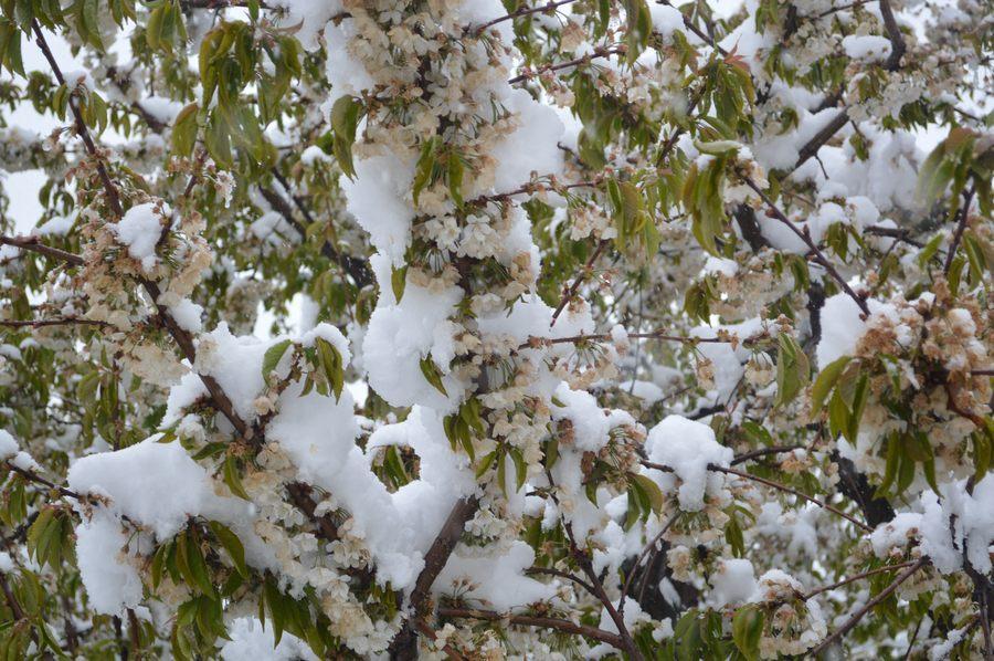 Ninge de Paște? Meteorologii anunță &rdquo;gerul de aprilie&rdquo;