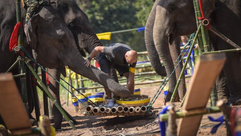 Cursa spre marea finală Asia Express se lasă cu accidentări! Liviu Vârciu și Vica Blochina, cu picioarele julite până la sânge din cauza elefanților: 