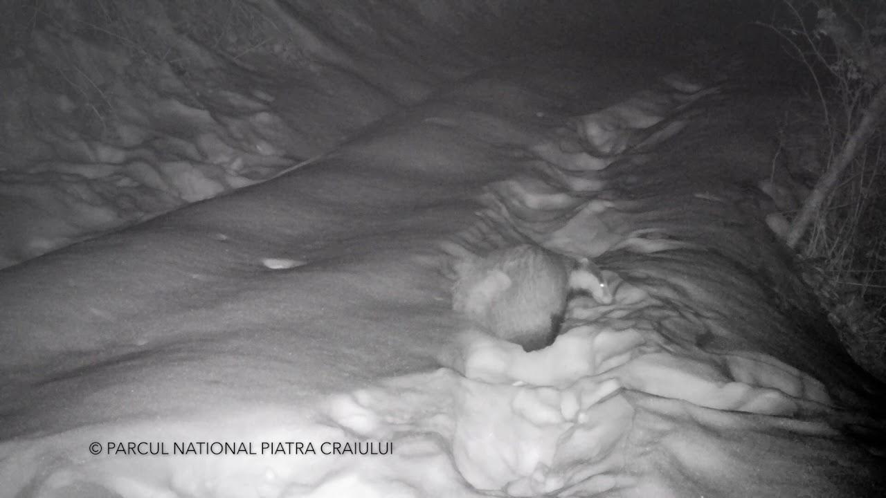 VIDEO INEDIT! Iarna prelungită a creat probleme mari! Imagini cu un bursuc &icirc;nzăpezit, filmate &icirc;n Parcul Naţional Piatra Craiului