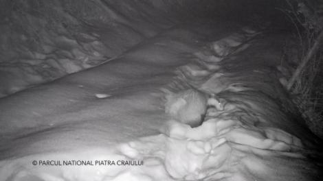 VIDEO INEDIT! Iarna prelungită a creat probleme mari! Imagini cu un bursuc înzăpezit, filmate în Parcul Naţional Piatra Craiului