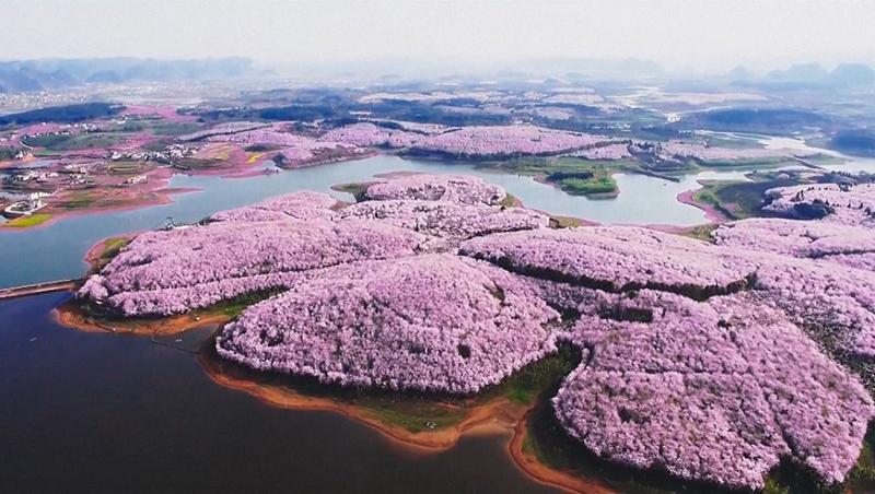 China s-a transformat într-un imens ocean roz! Imaginile filmate de la înălțime îți taie răsuflarea!