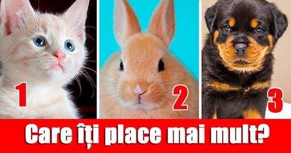 Cel mai tare test!  Animalul pe care-l alegi spune ceva despre personalitatea ta. Pisică, iepuraș sau c&acirc;ine?