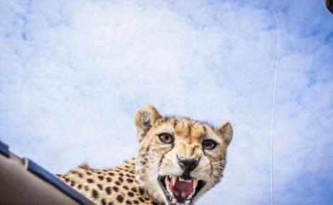 Un ghepard a intrat în mașina lui. Momente de GROAZĂ pentru un fotograf!