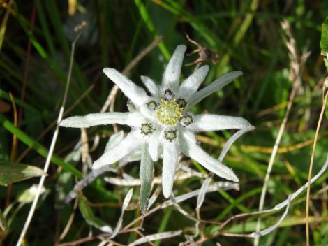 De ce este floarea de colţ SIMBOLUL IUBIRII. Este declarată din 1993 monument al naturii, în România