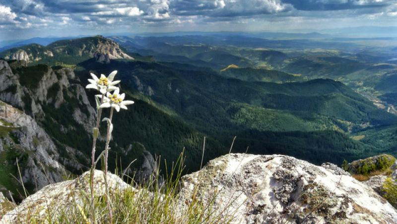 De ce este floarea de colţ SIMBOLUL IUBIRII. Este declarată din 1993 monument al naturii, în România