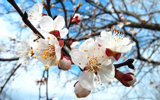 VREMEA 7 martie 2018. Prognoza meteo ANM: &Icirc;n sf&acirc;rșit, PRIMĂVARĂ