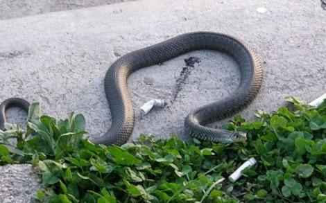 Descoperire halucinantă în parcul Cișmigiu din Capitală! Un șarpe se plimba liber, pe aleile frecventate de o mulțime de persoane