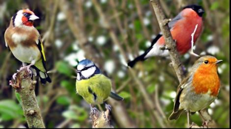 Știi să recunoști o specie de păsări? Descoperă micile vietăți în singurul parc natural urban din țară! Duminică, bucureştenii beneficiază de tururi ornitologice GRATUITE