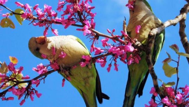 Știi să recunoști o specie de păsări? Descoperă micile vietăți în singurul parc natural urban din țară! Duminică, bucureştenii beneficiază de tururi ornitologice GRATUITE
