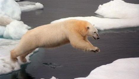 Primul urs polar născut la tropice ar putea fi eutanasiat. A fost luată cea mai dificilă alegere!