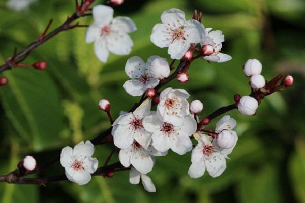 Vremea din 13 aprilie. Instabilitate termică, ploi, temperaturi neobișnuite