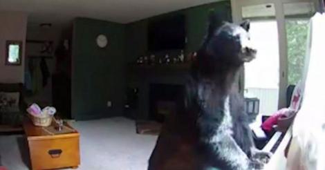 Un urs a intrat într-o casă și a uitat complet de frigider atunci când a văzut pianul! Ce a urmat (VIDEO)