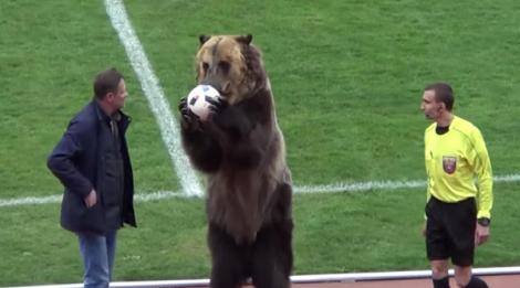 VIDEO: Tim, ursul microbist! Imaginile din Rusia care fac senzație pe internet