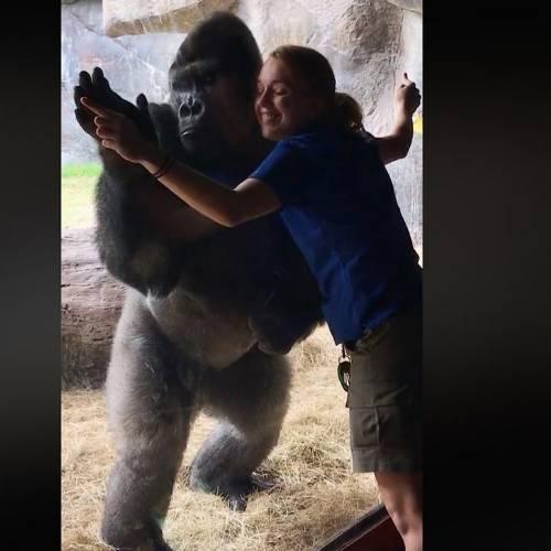 Femeia s-a apropiat de cușca unei gorile, dar lucrurile au luat-o complet razna! (VIDEO)
