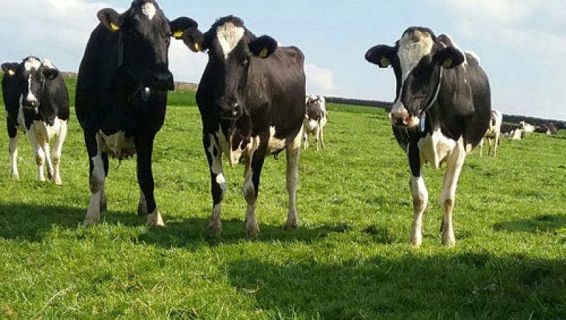 Cum vor arăta vacile în viitor! Descoperirea a pus lumea științei pe jar