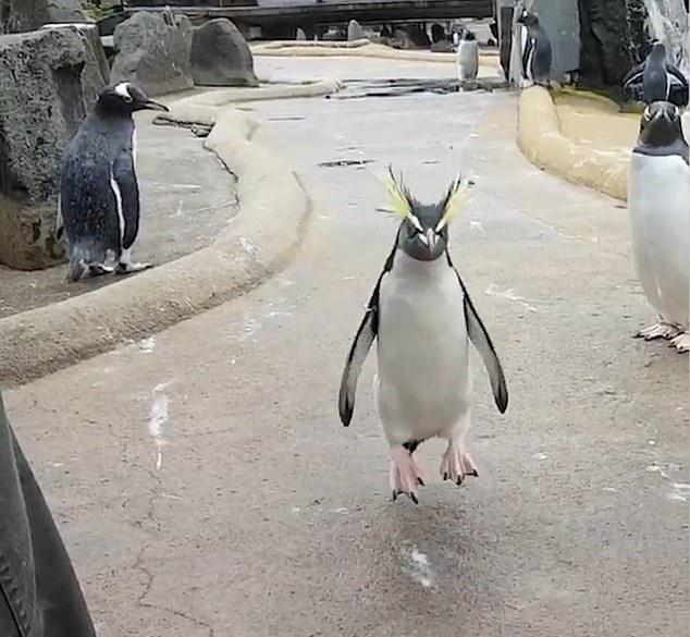 Vizitatorii de la Zoo au încremenit! Un pinguin i-a șocat pe toți! Ce a făcut animalul