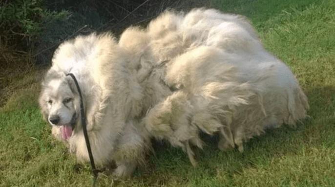 Un câine a ajuns să aibă 15 kilograme de blană! Cum arată acum, după ce s-a întâmplat o minune