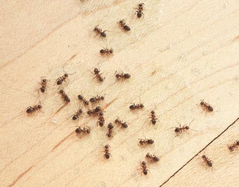 Atenție la aceste furnici! Sunt extrem de periculoase dacă le găsești!
